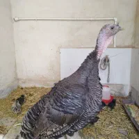 یک عدد بوقلمون ماده برنز