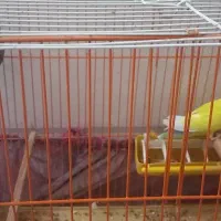 فروش طوطی برزیلی|پرنده|جهرم, |دیوار