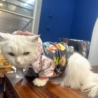 واگذاری گربه پرشین|گربه|دزفول, |دیوار