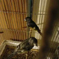 سهره|پرنده|مشهد, سراب|دیوار