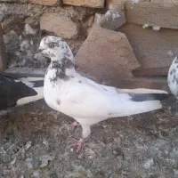 کفتر هما.دم سبز . سوسکی|پرنده|اصفهان, محمودیه|دیوار