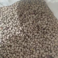 فروش لوبیا چیتی