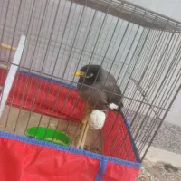 مینا سر حال|پرنده|قم, وادی السلام|دیوار