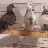 جوجه پرشی|پرنده|رودهن, |دیوار