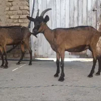 دو تا بز الپاین خالص|حیوانات مزرعه|رومشکان, |دیوار