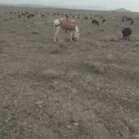 الاغ واسه گله