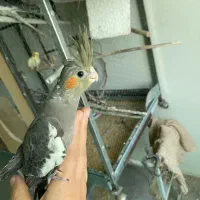 عروس هلندی نرم خور|پرنده|قدس, شهر‌قدس|دیوار