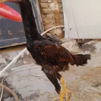 خروس لاری وجوجه