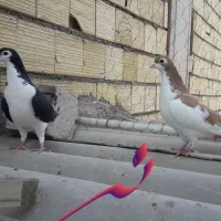 کبوتر|پرنده|اسلامشهر, شهرک انبیا|دیوار