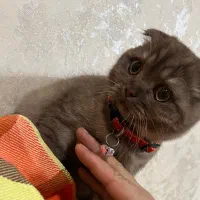 گربه اسکاتیش اصیل