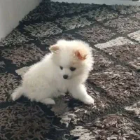 سگ پامرخرسی