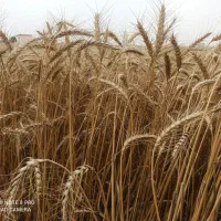 زمین کشاورزی با سند ششدانگ