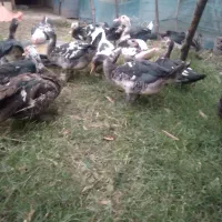 اردک اسراییلی سنگین وزن