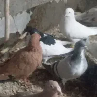 ۲۲ عدد کبوتر پرشی