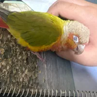 طوطی گرینچیک