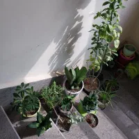 گل وگیاه|گل و گیاه طبیعی|پرند, فاز ۶|دیوار