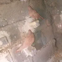 کفتر|پرنده|کرمان, |دیوار