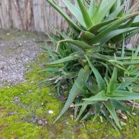 تعدادی گل به فروش میرسد