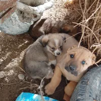 طوله سگ شیتزو