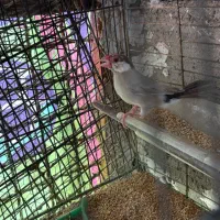 فنچ نرگسی شکلاتی با برزیلی|پرنده|قزوین, |دیوار