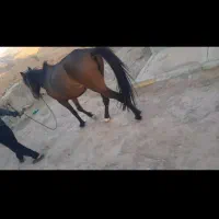 مادیان ۴ سال با کره خر|حیوانات مزرعه|لالی, |دیوار