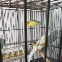 چند جفت قناری رنگ تیره آگات توپاز کبالت|پرنده|حمیدیا, |دیوار