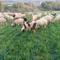 گوسفند فروشی|حیوانات مزرعه|بلداجی, |دیوار