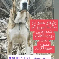 سگ گمشده|حیوانات|مهریز, |دیوار