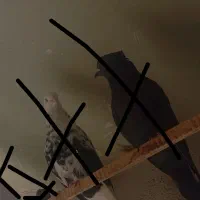 کبوتر پرشی|پرنده|فردیس, شهرک ناز|دیوار