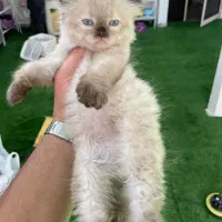 گربه پرشن  هیمالین|گربه|رشت, لاکانی|دیوار