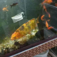 ماهی کوی بزرگ مولد|ماهی|شیراز, شهرک سعدی|دیوار