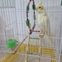 عروس هلندی سالم ودستی