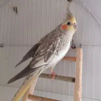 عروس هلندی ماده