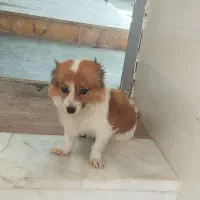 خانگی ((دنی))