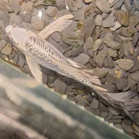 کوی باله بلند پلاتین نژاد خارجی