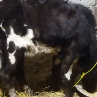 لیشه ۴ ماه|حیوانات مزرعه|لولمان, |دیوار