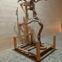 درخت یا درخچه
