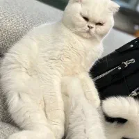 فروش گربه ۱ ساله