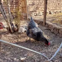 خروس دهات|حیوانات مزرعه|کهک, |دیوار