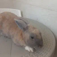 ۲ عدد خرگوش نر وماده
