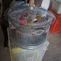 قفس ترقه دوتا معاوضه|لوازم جانبی حیوانات|سمیرم, |دیوار