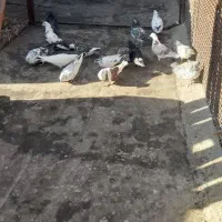 کبوتر گرفتنی|پرنده|سمنان, |دیوار