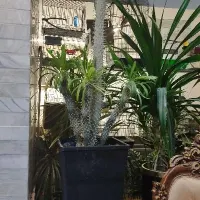 گل و گیاه نخل ماداگاسکار بسیار بزرگ سن بالا|گل و گیاه طبیعی|اصفهان, قهجاورستان|دیوار