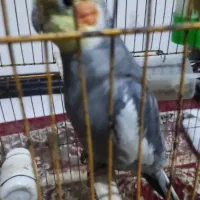 سخن
