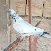 کبوتر پرشی|پرنده|نسیم‌شهر, |دیوار