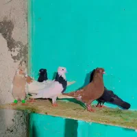 کفتر طوقی زرد سیاه کله صید کله زرد|پرنده|مشهد, شهید احمدی روشن|دیوار