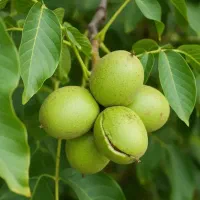 نهال انگورانارگردوبادام خرمالو گیلاس آرش