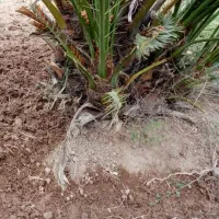فروش پاجوش نخل برحی ونخل بارده استعمران|گل و گیاه طبیعی|خرمشهر, |دیوار