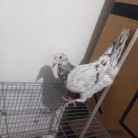 یک جفت خال سرکی نر|پرنده|لالجین, |دیوار