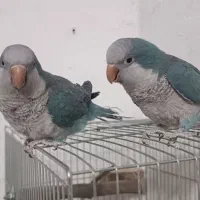 طوطی راهب کواکر نر دست آموز